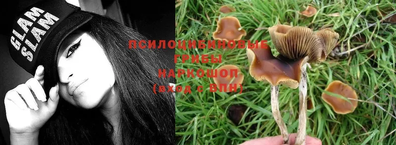 как найти закладки  Балей  Галлюциногенные грибы MAGIC MUSHROOMS 